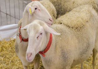 Κτηνοτροφία: Μη βιώσιμες οι εκμεταλλεύσεις στην Κρήτη – Ποια πρόσθετα μέτρα αναμένονται