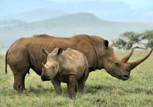 Η Παγκόσμια Τράπεζα πρωτοτυπεί με ομόλογο για τον μαύρο ρινόκερο