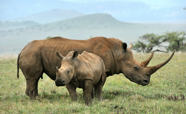 Η Παγκόσμια Τράπεζα πρωτοτυπεί με ομόλογο για τον μαύρο ρινόκερο