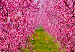 Ροδακινιά: Μονίλια και Βαμβακάδα – Γεωργικές προειδοποιήσεις