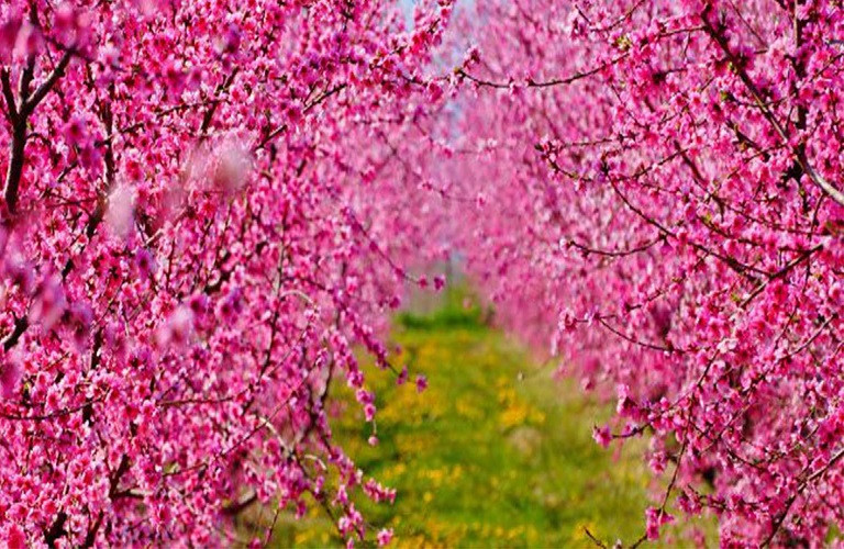 Ροδακινιά: Μονίλια και Βαμβακάδα – Γεωργικές προειδοποιήσεις