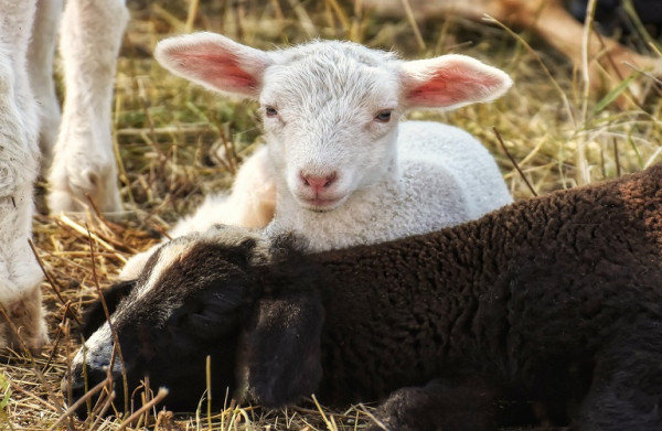 Αιγοπρόβατα: Κρούσμα ευλογιάς κοντά στη Χίο