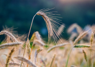 Aλλάζει η αγροτική πολιτική της ΕΕ λόγω Ουκρανίας;