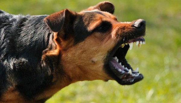 Λάρισα: Αγέλη σκύλων επιτέθηκε σε άνδρα