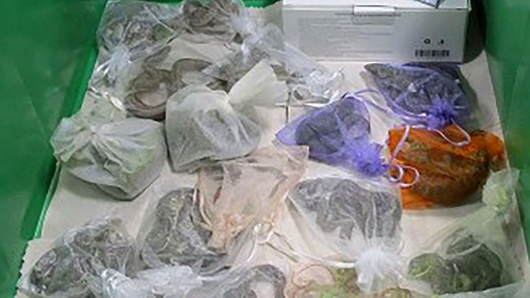 ΗΠΑ: Λαθρέμπορος εξωτικών ειδών είχε κρύψει στο παντελόνι του 52 ζωντανά φίδια και σαύρες