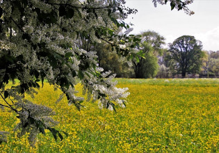 Βουλή: Τι προβλέπει η ρύθμιση για τους δασωθέντες αγρούς