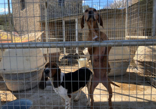 Aπό κολαστήριο σκύλων μετατρέπεται σε καταφύγιο