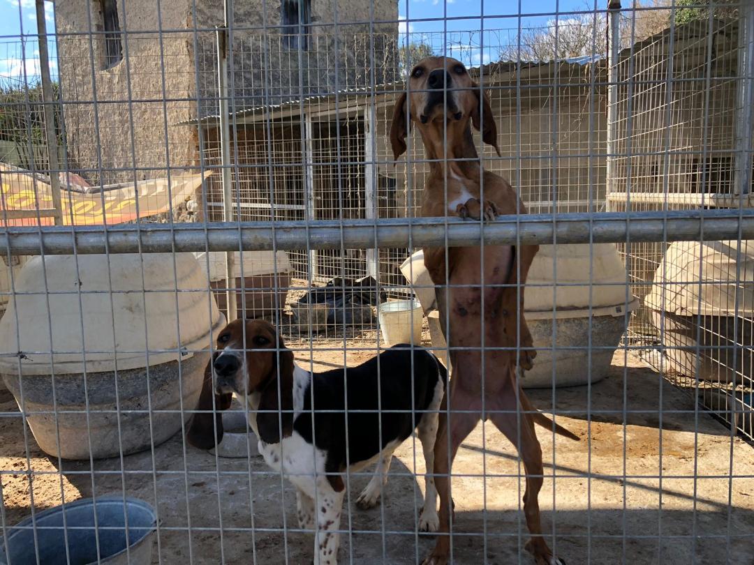 Aπό κολαστήριο σκύλων μετατρέπεται σε καταφύγιο