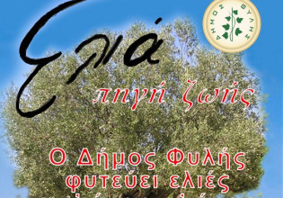 Ο Δήμος της Αττικής που θα γεμίσει ελαιόδεντρα απ’ άκρη σ’ άκρη