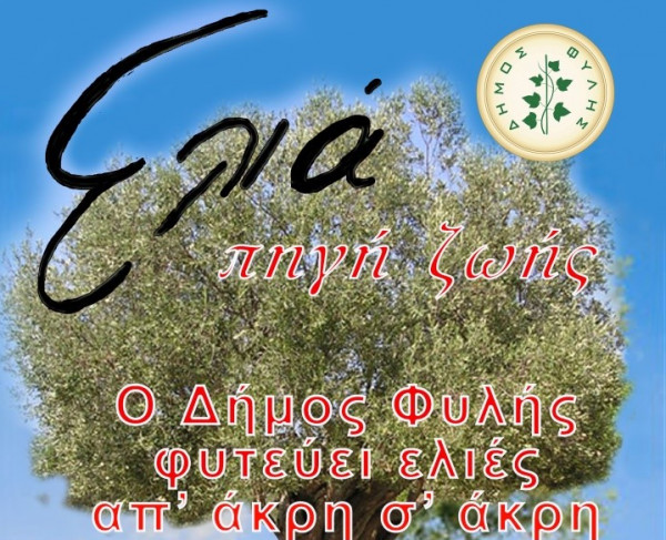 Ο Δήμος της Αττικής που θα γεμίσει ελαιόδεντρα απ’ άκρη σ’ άκρη