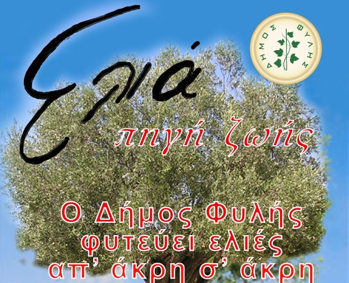 Ο Δήμος της Αττικής που θα γεμίσει ελαιόδεντρα απ’ άκρη σ’ άκρη