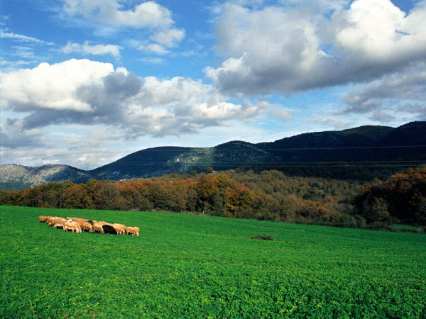 Ζίτσα: Κινδυνεύουν με υπέρογκα χρέη οι αγρότες και οι κτηνοτρόφοι στο Δήμο