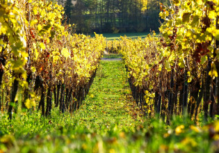 Μειώθηκε κατά 64.953,69 στρέμματα ο ελληνικός αμπελώνας την περίοδο 2012-2021