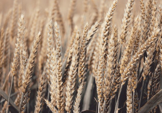 Ουκρανία: Περιορισμοί στις εξαγωγές γεωργικών προϊόντων