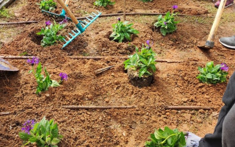 Ηράκλειο: Μαθητές έσκαψαν και φύτευσαν σε νησίδα λουλούδια