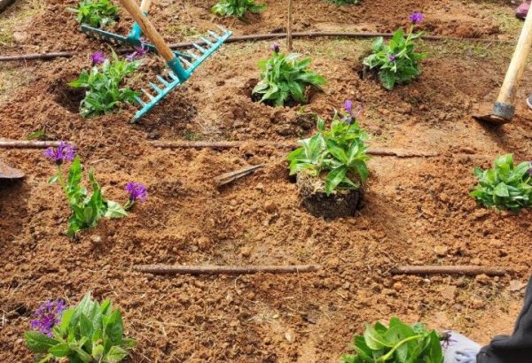 Ηράκλειο: Μαθητές έσκαψαν και φύτευσαν σε νησίδα λουλούδια