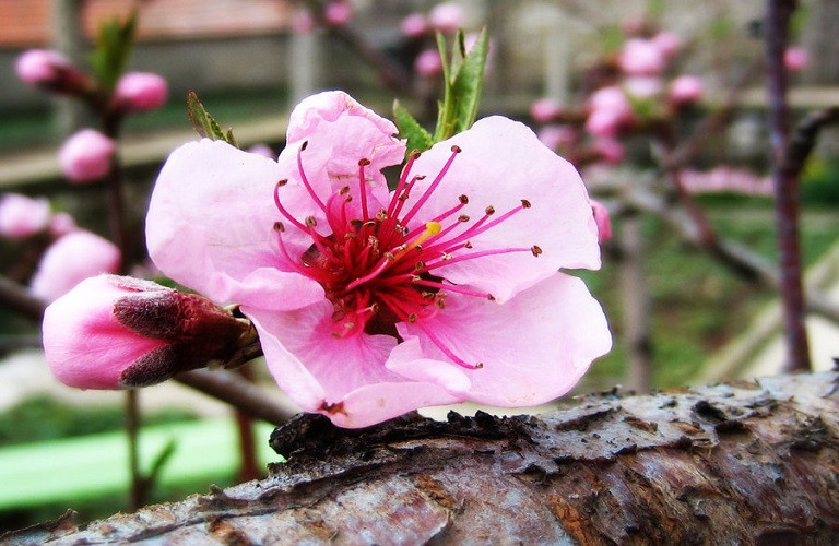 Πυρηνόκαρπα: Προειδοποιήσεις για αντιμετώπιση των προσβολών μονίλιας – εξωασκού
