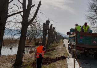 Παραλίμνια δεντροφύτευση Ιωαννίνων