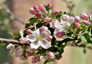 Μηλιά: Πώς να αντιμετωπίσετε προσβολές Κόκκινου Τετράνυχου, Φουζικλάδιου και Ωίδιου
