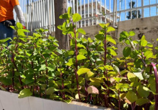 «Βοτανόκηπος» ο Άλιμος