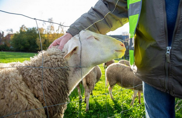 Δυτ. Μακεδονία: Ξεκινά πρόγραμμα περισυλλογής νεκρών ζώων – Τι περιλαμβάνει