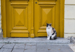 Πού πηγαίνει η γάτα όταν ξεπορτίζει; Πείραμα κατασκοπείας αποκαλύπτει