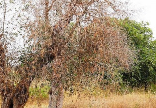 Ελιά: Προγραμματική σύμβαση για πρόληψη από την Xylella fastidiosa – Τι περιλαμβάνει