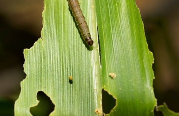 FAO: To φθινοπωρινό σκουλήκι συνεχίζει να καταστρέφει καλλιέργειες μεγάλης αξίας