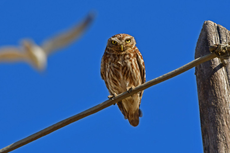 Αγώνα παρατήρησης πουλιών οργανώνει η Ελληνική Ορνιθολογική Εταιρεία