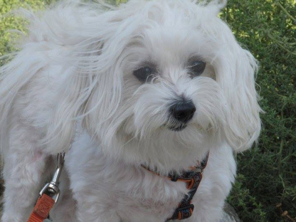 Ιωάννινα: Μαζικές υιοθεσίες αδέσποτων ζώων