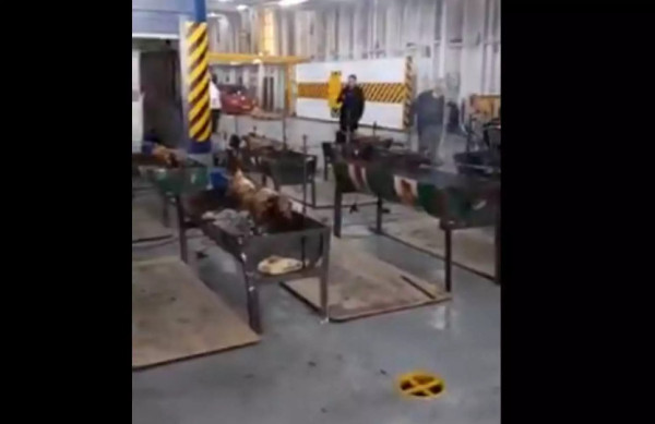 Άνδρος: Πάσχα με τρικούβερτο γλέντι και ψήσιμο αρνιών μέσα σε πλοίο