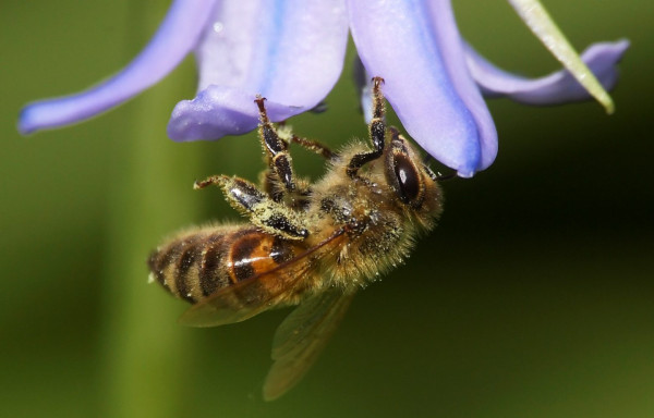 Νέα ράτσα μελισσών μένει άτρωτη σε παράσιτο που τρέμουν οι μελισσοκόμοι