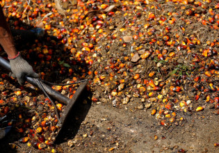 Ινδονησία: Απαγορεύει τις εξαγωγές φοινικέλαιου – Από εκεί προέρχεται το 60% της παγκόσμιας παραγωγής