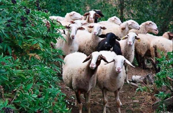 Κτηνοτρόφοι: Έρχονται πληρωμές για ζωοτροφές και συνδεδεμένες
