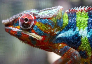 Ένα στα πέντε ερπετά έρπει προς την εξαφάνιση