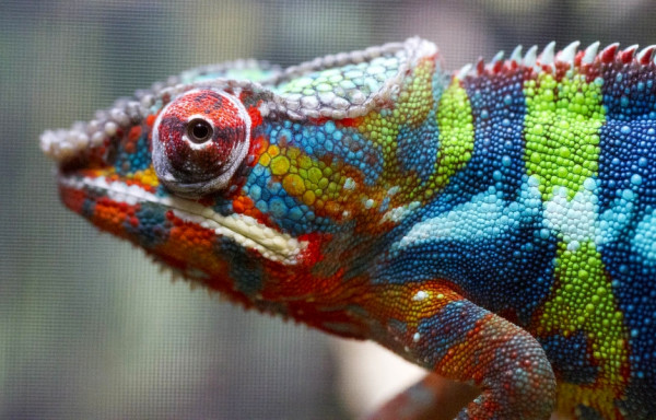 Ένα στα πέντε ερπετά έρπει προς την εξαφάνιση