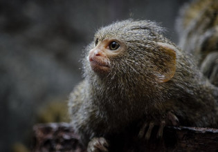 Facebook: Παράνομες αγγελίες προσφέρουν για πώληση απειλούμενα ζώα