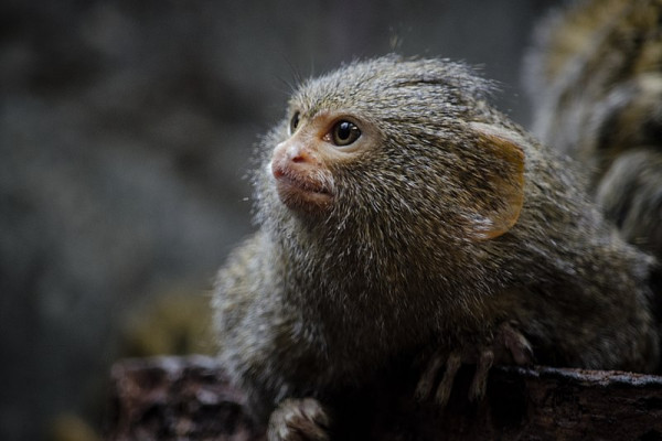 Facebook: Παράνομες αγγελίες προσφέρουν για πώληση απειλούμενα ζώα