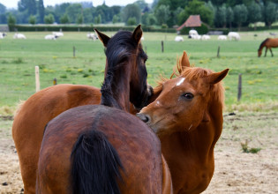 Ιπποειδή: Στο ΦΕΚ η δημιουργία συστήματος ταυτοποίησης και ιχνηλάτησης