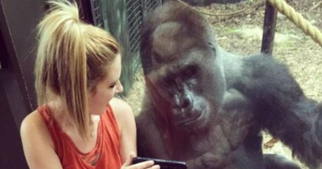 Σικάγο: Γορίλας σε ζωολογικό κήπο είχε εθιστεί στην τεχνολογία - Απαγορεύεται πλέον να βρίσκεται κοντά σε κινητά
