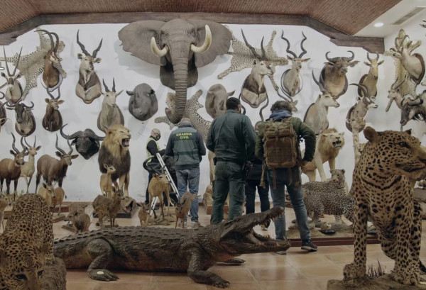 Ελέφαντες και πολικές αρκούδες: Εκατοντάδες ταριχευμένα ζώα κατασχέθηκαν στην Ισπανία