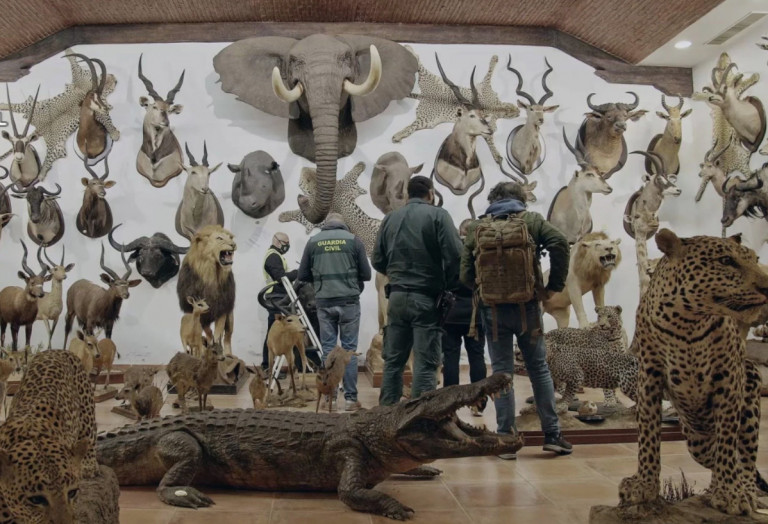 Ελέφαντες και πολικές αρκούδες: Εκατοντάδες ταριχευμένα ζώα κατασχέθηκαν στην Ισπανία