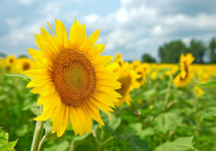 ΥπΑΑΤ: Προσπάθειες να ενταχθούν στη συνδεδεμένη ηλίανθος και σιτάρι