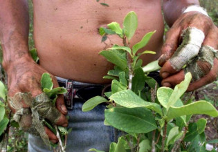 Περού: Η κυβέρνηση θα αγοράζει όλη τη σοδειά κόκας