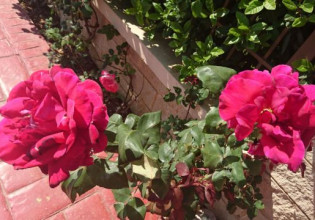 Πρωτομαγιά: Τι δείχνουν τα πρώτα στοιχεία για τον καιρό του τριημέρου