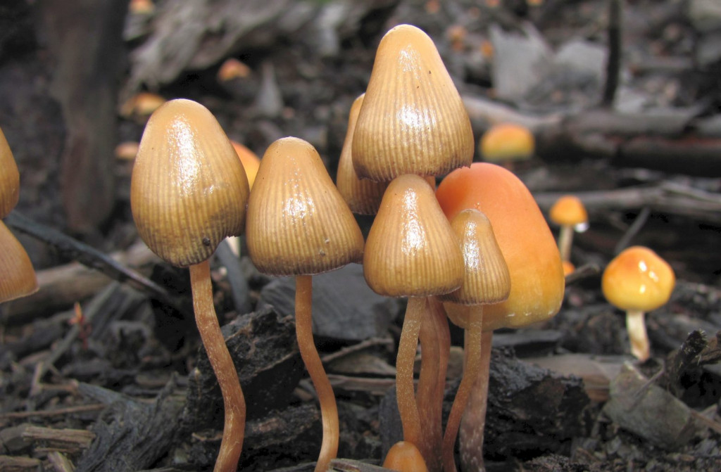 Κατάθλιψη: Πώς τα «μαγικά μανιτάρια» προσφέρουν ανακούφιση διαρκείας