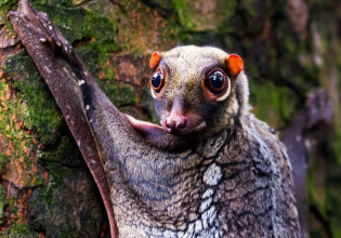 Εκατοντάδες είδη θηλαστικών «αγνοούνται»