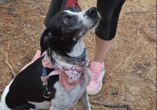 Σκυλάκι πέθανε από τρόμο για τα βεγγαλικά το βράδυ της Ανάστασης