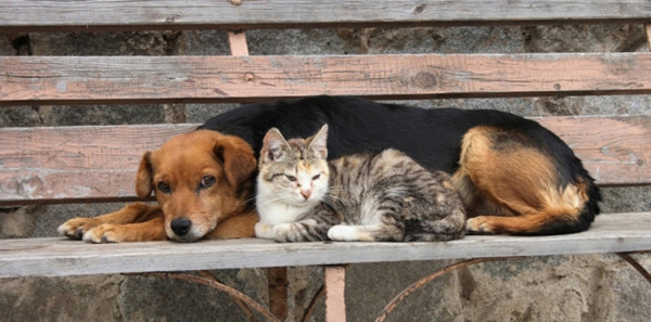 Πασχαλιάτικο μπαζάρ για τα αδέσποτα ζώα