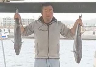 Κρήτη: Τεράστιοι λαγοκέφαλοι έφτασαν κοντά στις ακτές